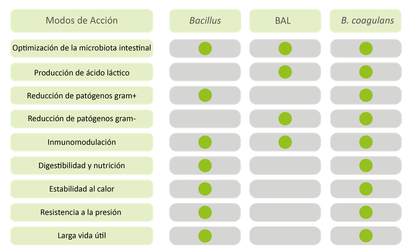 Figura 1: Los diferentes modos de acción de los probióticos Bacillus, bacterias acidolácticas y B. coagulans