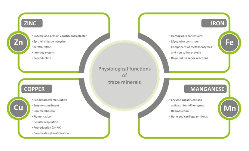 Figure 1 - The many essential functions of trace minerals