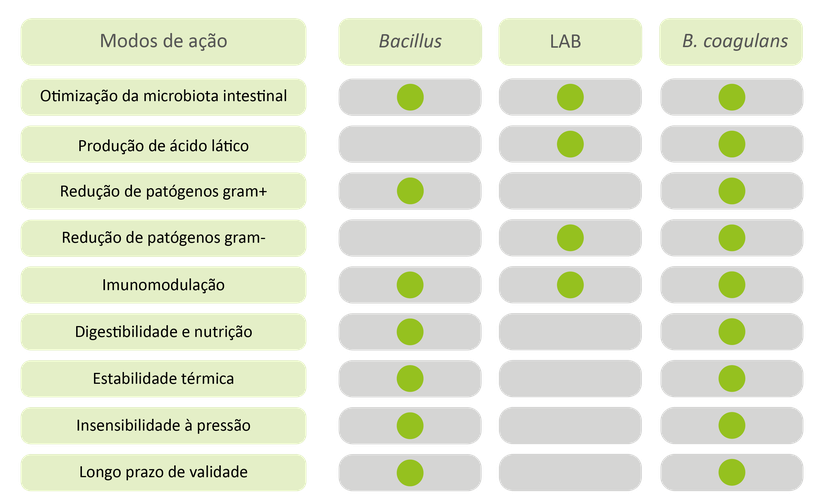 Figura 1: Os diferentes modos de ação dos probióticos Bacillus, bactérias ácido láticas e B. coagulans