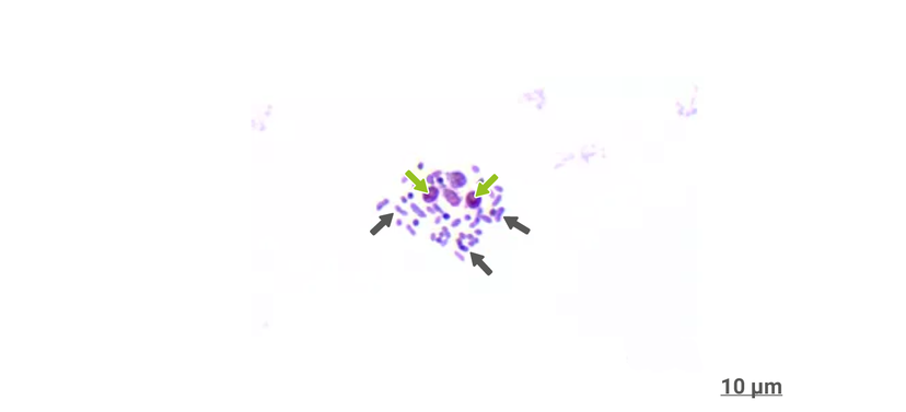Figure 1: Vibrio campbellii (marked with red arrows) bound by yeast cell wall components of TechnoMos