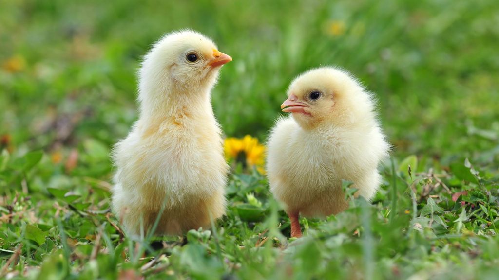 Young Animal Nutrition