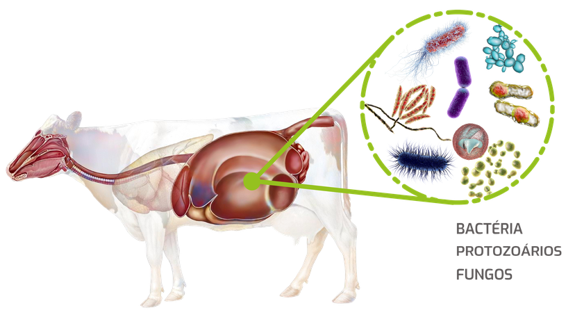 Figura 1: O rúmen abriga uma grande variedade de espécies bacterianas, fúngicas e protozoárias