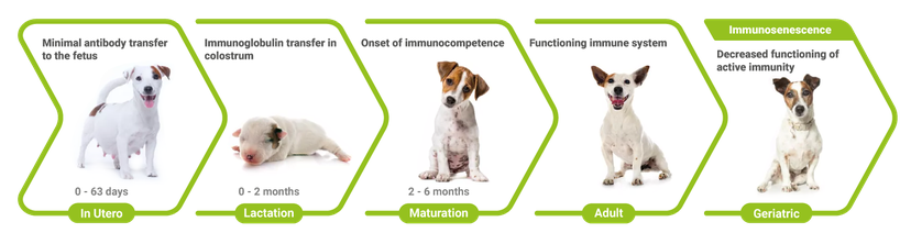 Figure 2: The immune system develops and ages.
