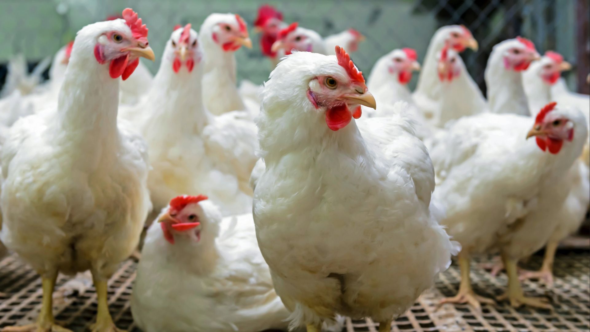 Poultry