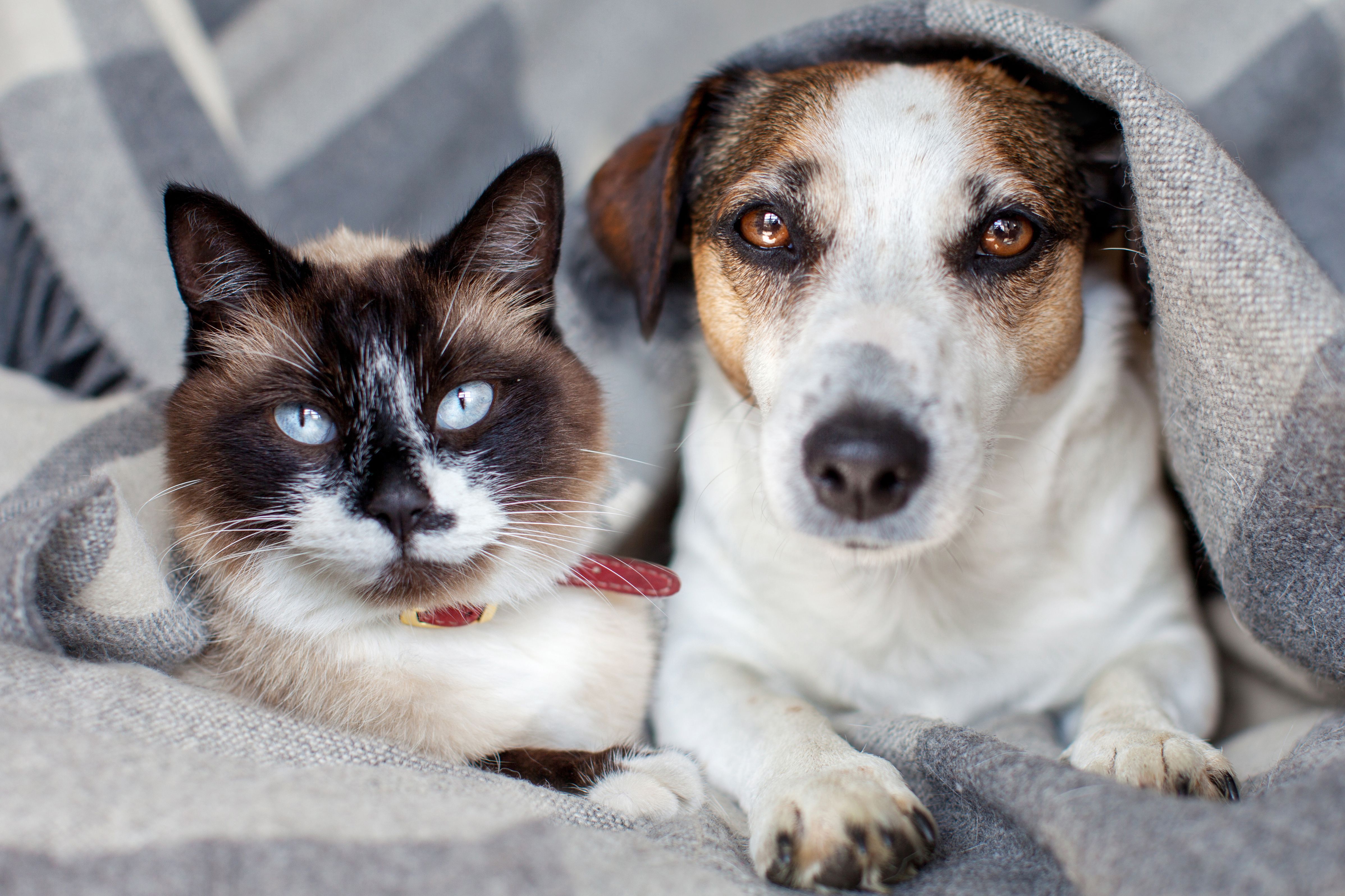 Protecting Your Pet’s Powerhouse Organs.