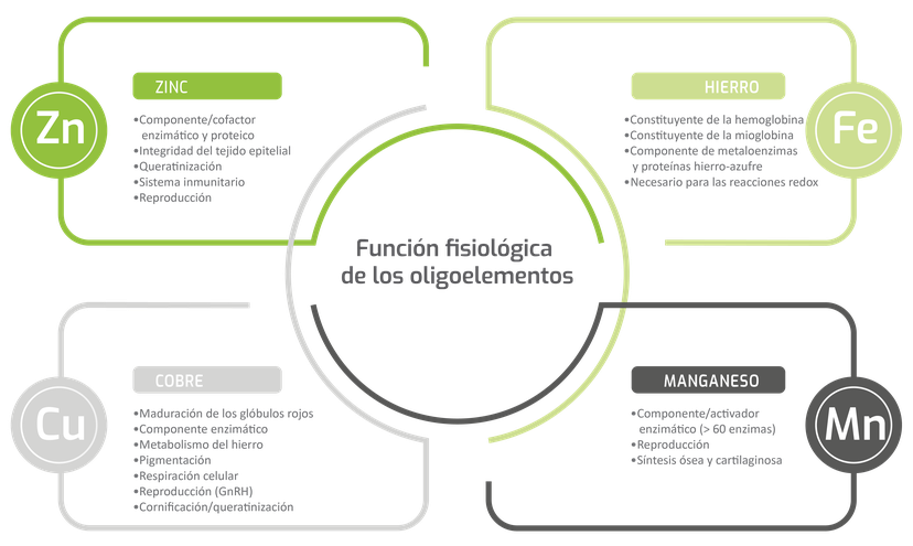 Figura 2: Las funciones fisiológicas de los oligoelementos