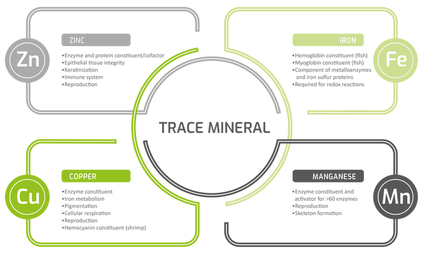 Figure 1: The importance of trace minerals in the health of aquatic animals