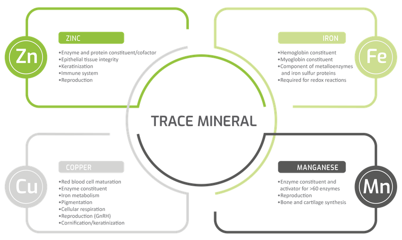 Figure 2: The physiologic functions of trace minerals.