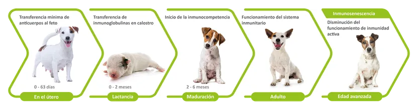 Figura 2: el sistema inmunitario se desarrolla y envejece.
