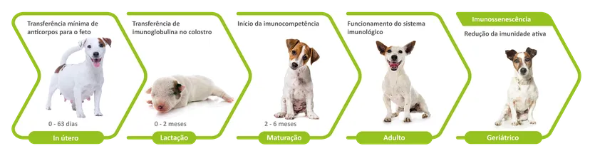 Figura 2: O sistema imunológico se desenvolve e envelhece.