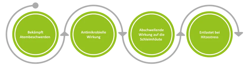 Abbildung 1: Die Verabreichung von BronchoVest kann die folgenden unterstützenden Wirkungen haben.