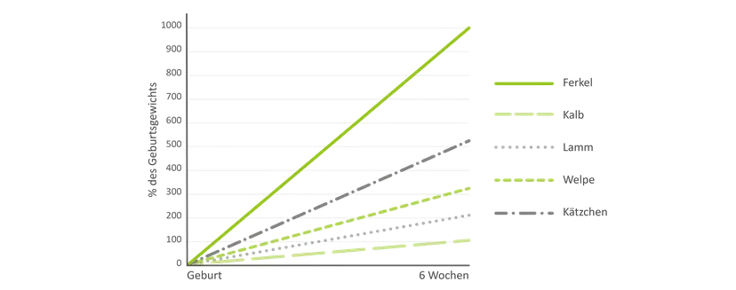 Abbildung 1: Proportionales Wachstum des Körpergewichts in den ersten 6 Wochen