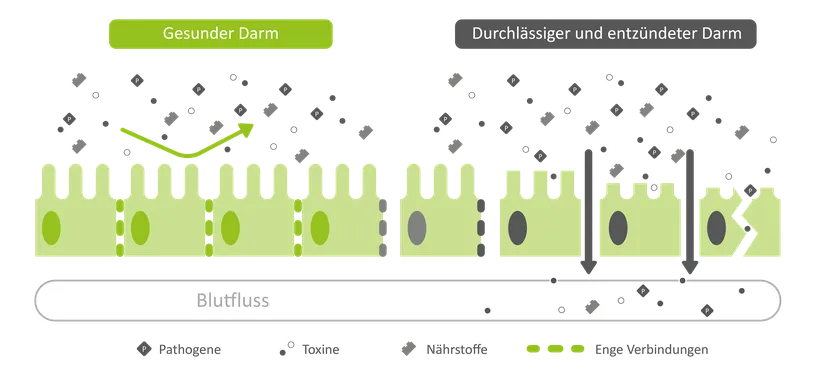 Abbildung 2: Ein gesunder Darm (links) resorbiert effektiv Nährstoffe