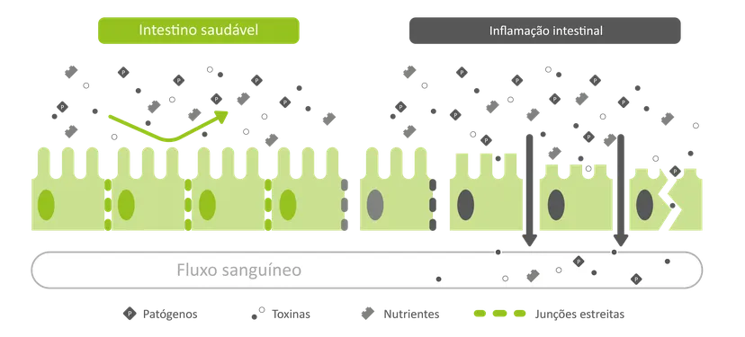 Figura 2: Um intestino saudável (esquerda) reabsorve eficazmente os nutrientes