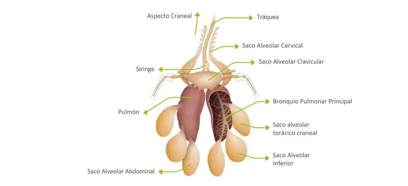 Figura 1: anatomía del sistema respiratorio de las aves