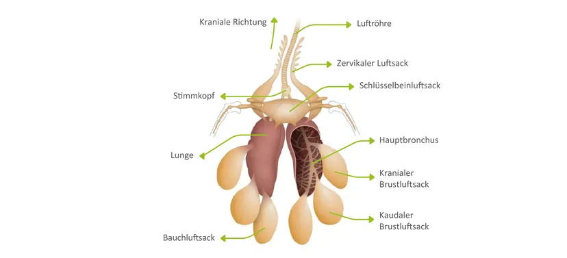 Abbildung 1: Anatomie des Atmungssystems des Geflügels