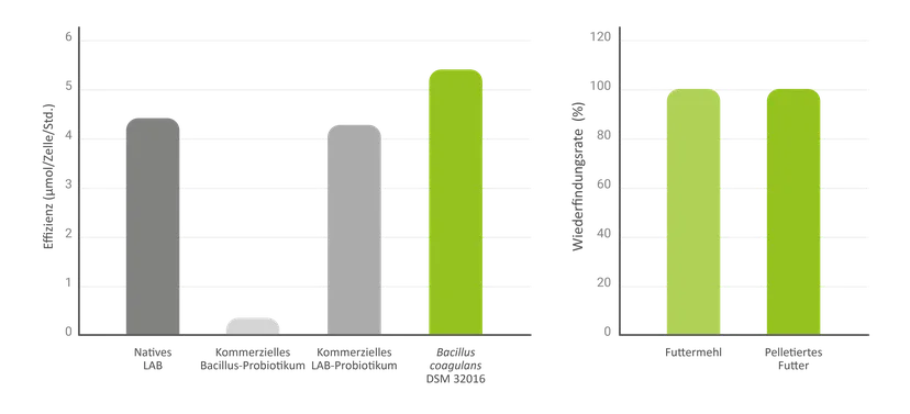 Abbildung 1: Milchsäureproduktion von B. coagulans DSM 32016