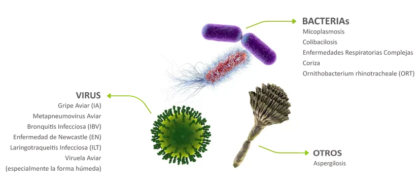 Figura 2: ejemplos de patógenos respiratorios comunes