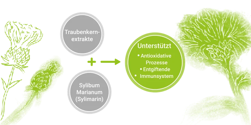 Abb. 2: Entgiftung und Zellschutz - Hochwirksame phytogene Komponenten
