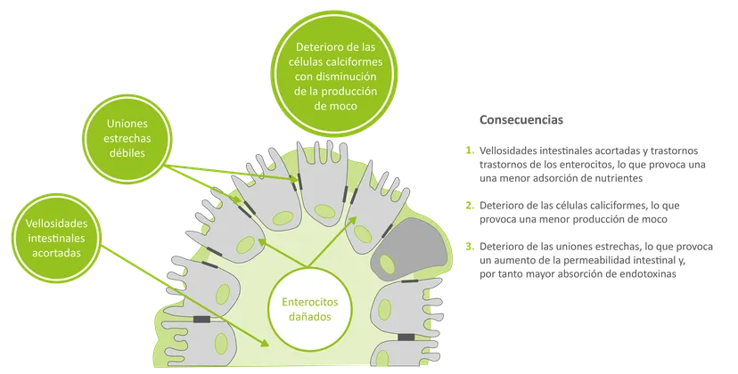 Efecto de las micotoxinas en el epitelio intestinal