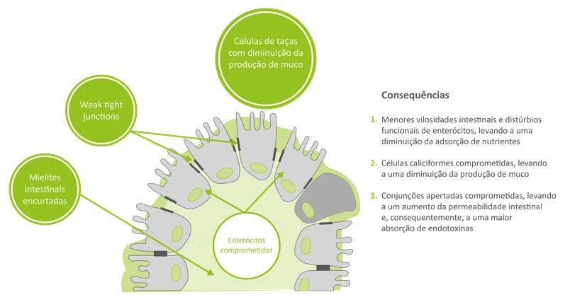 Efeito das micotoxinas no epitélio intestinal