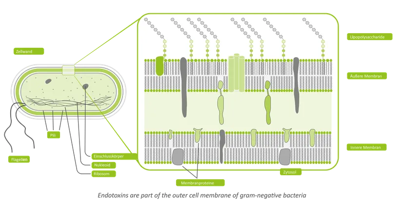 Schematische Struktur einer gram-negativen Bakterienzellwand
