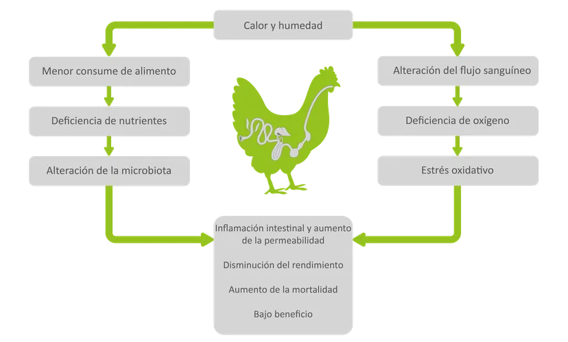 Figura 1: El estrés térmico tiene múltiples efectos en el animal