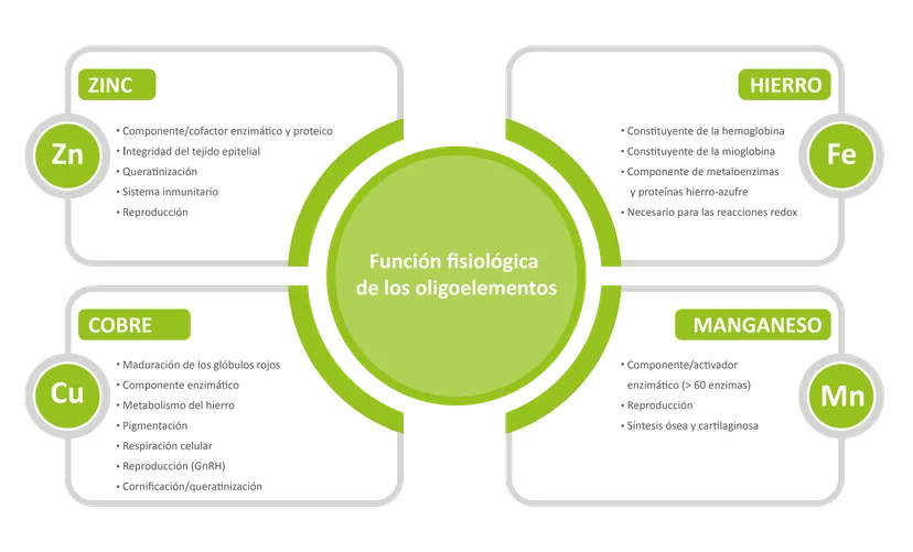 Figura 1 - las numerosas funciones esenciales de los microminerales