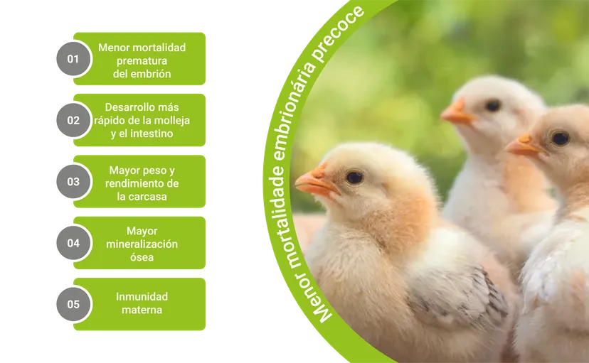 Figura 3: Efectos positivos en la calidad de los pollitos tras la alimentación