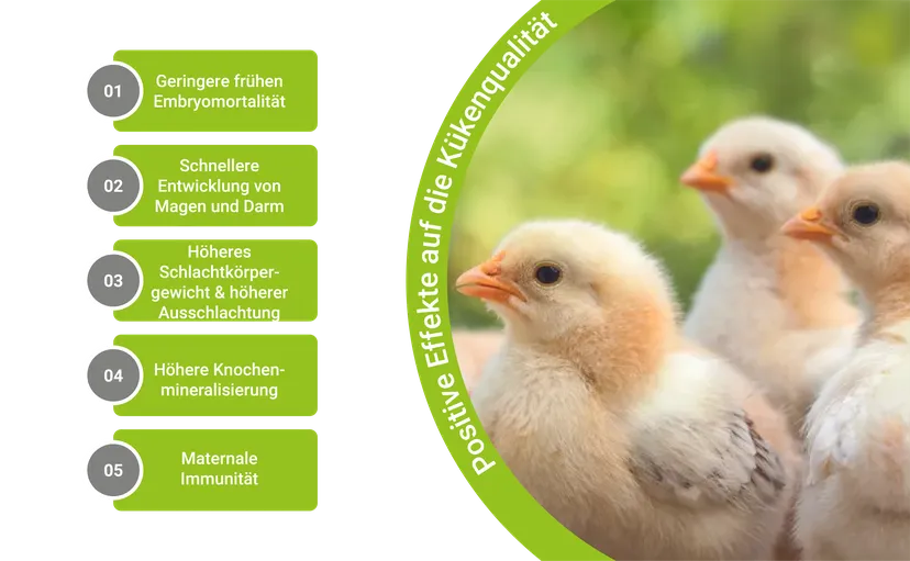 Abbildung 3: Positive Effekte der Fütterung hochverfügbarer Spurenelemente in Elterntierdiäten auf die Kükenqualität.