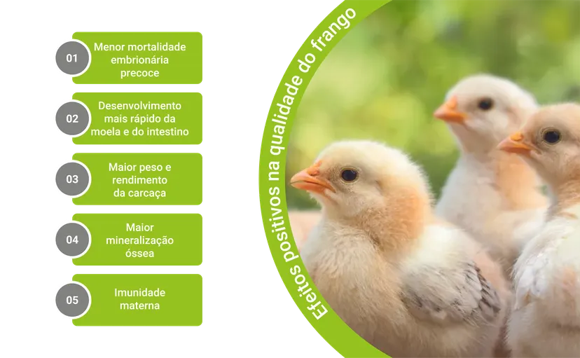 Figura 3: Efeitos positivos na qualidade do pintinho após a alimentação com minerais-traço altamente biodisponíveis na dieta dos criadores.