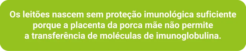 Fig 1 A importância da ingestão de colostro