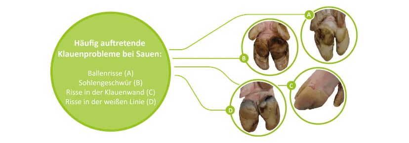 Abbildung 1: Häufig auftretende Klauenprobleme bei Sauen