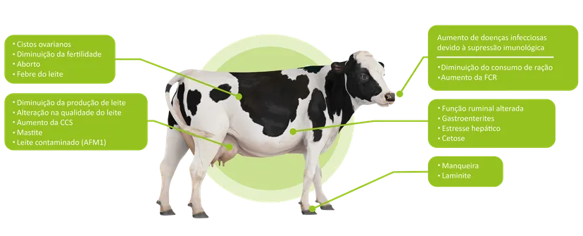 Fig 2 Gestão de micotoxinas em vacas leiteiras
