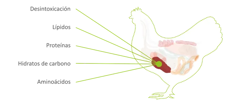 Figura 1 - Las multiples funciones del higado en la salud de las aves de corral
