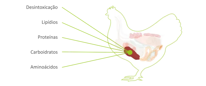 Figura 1 - As diversas funcoes que o figado desempenha na saude das aves