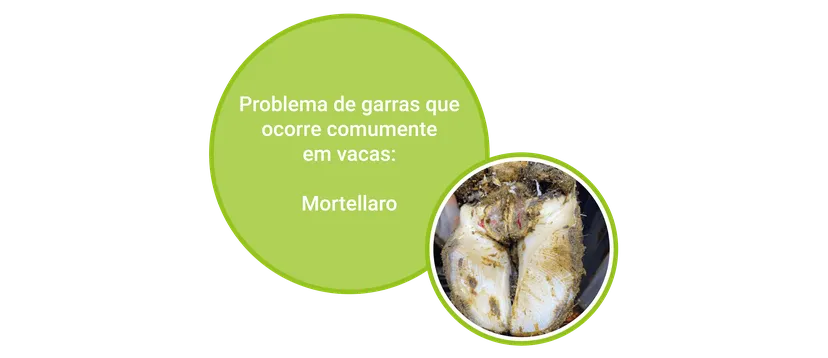 Figura 2: Problema de casco comum em vacas: mortellaro