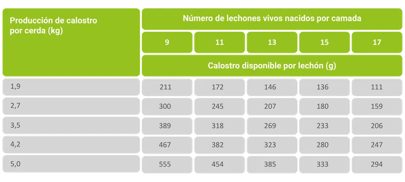 Tabla 1: influencia de la producción de calostro materno y del tamaño de la camada en la cantidad de calostro disponible por lechón