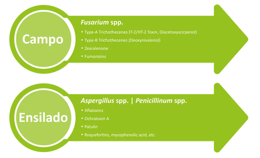 Fig 1 Gestión de las toxinas para las vacas lecheras