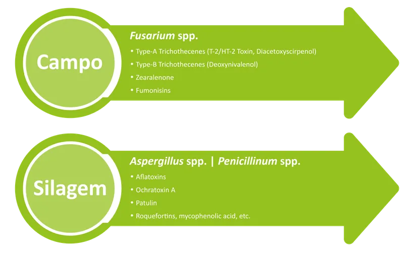 Fig 1 Gestão de micotoxinas em vacas leiteiras