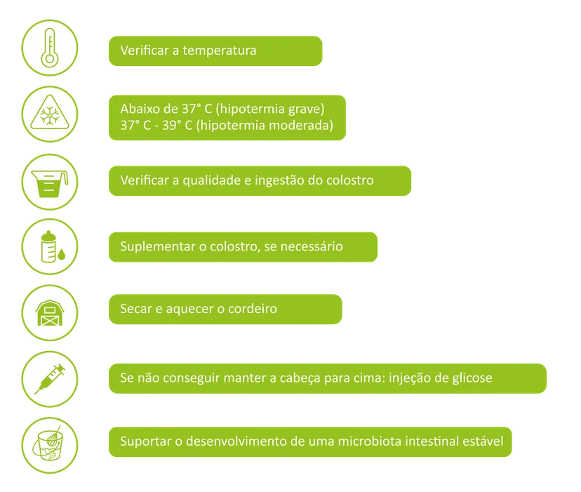 Figura 2: Como apoiar cordeiros fracos e cordeiros com hipotermia.