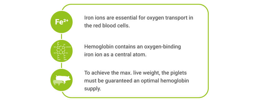 iron ions are essential for oxygen in red blood cells