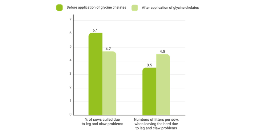 Figure 6: Lower replacement rate and higher longevity of sows after adding glycine chelates