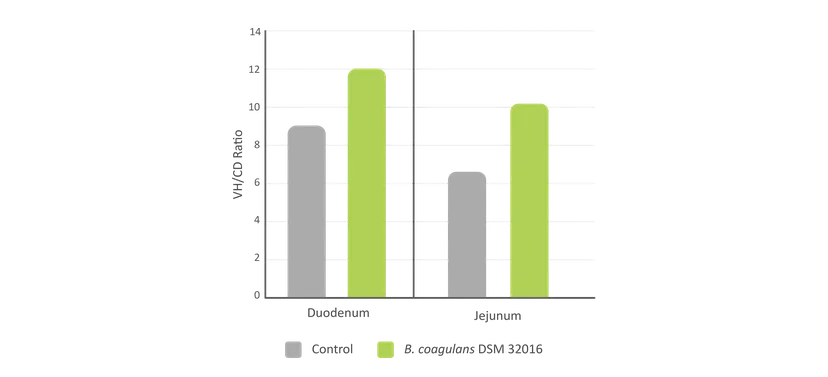 Figure 3. Histomorphological analysis of the gut epithelium determining villi high/crypt depths ratio