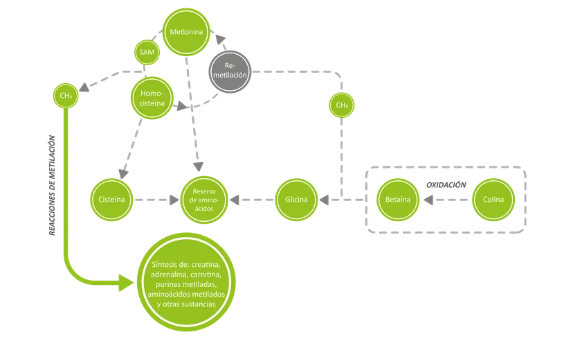 Figura 1: Papel de la betaína en el ciclo de metilación (adaptado de Eklund et al., 2005).