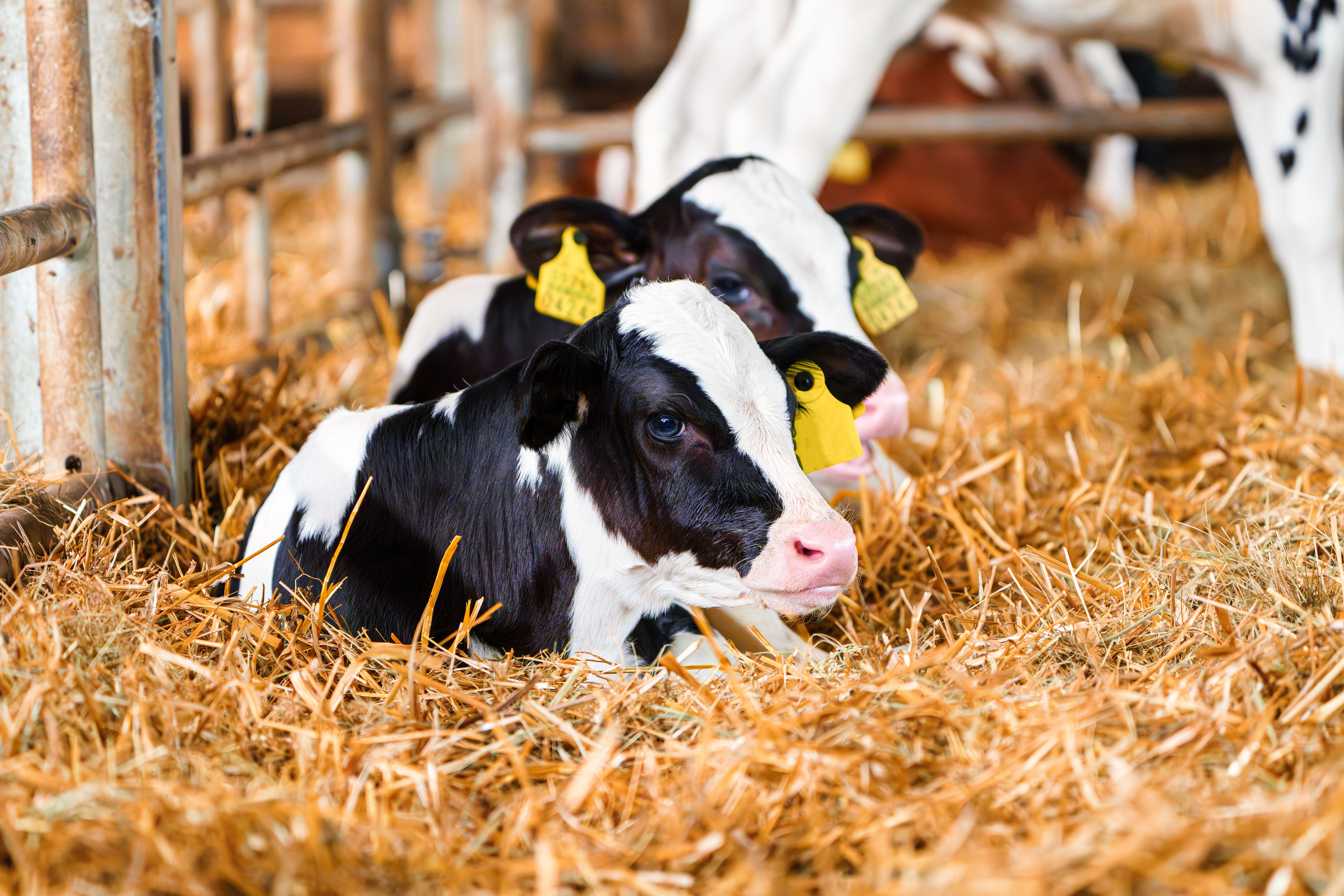 Combatting Calf Diarrhea: A Cornerstone of Dairy Success