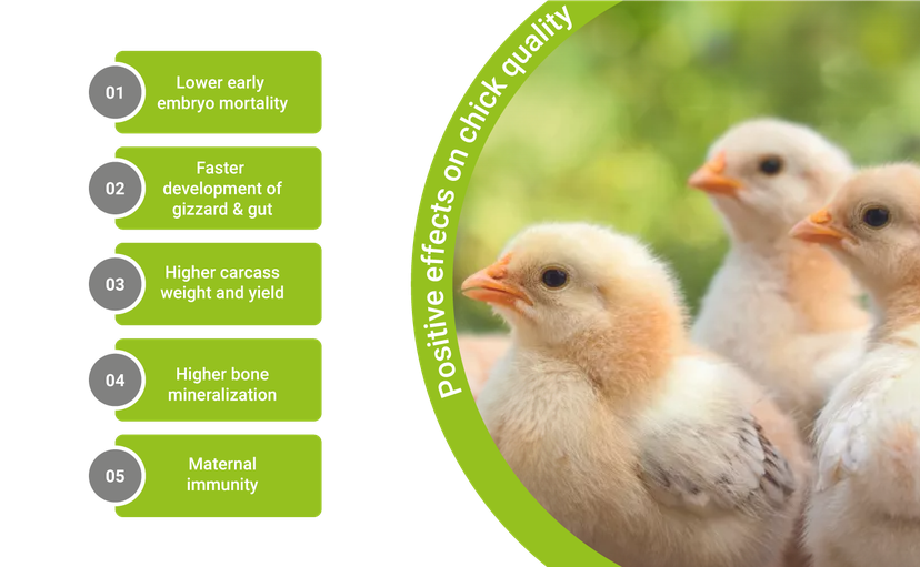 Figure 3: Positive effects on chick quality after feeding highly bioavailable trace minerals in breeders